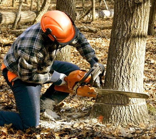 Tree Removal in Oneida, KS